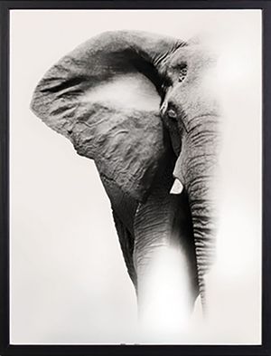 Elephant 50x70