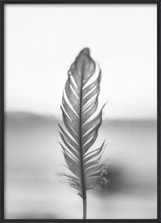 Feather 30x40