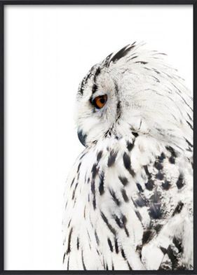 Owl 50x70
