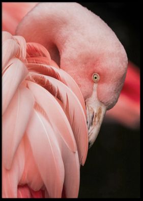 Pink Flamingo 50x70