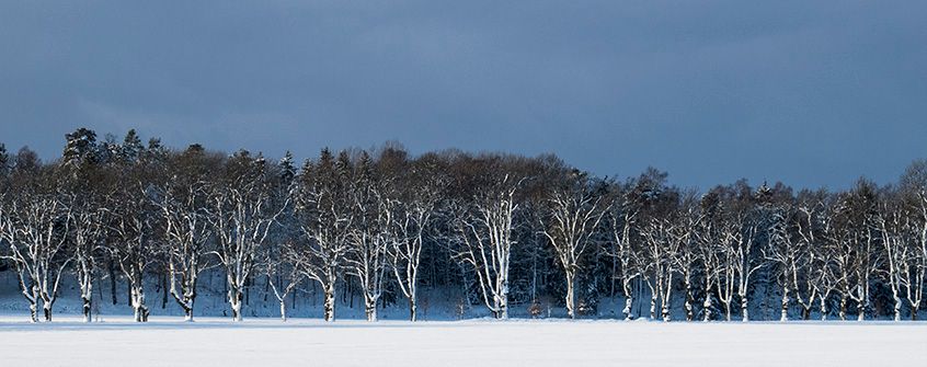 Träd i vinterlandskap 